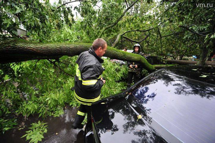 Упавшее дерево повредило несколько автомобилей в центре Москвы - vm.ru - Москва - Россия
