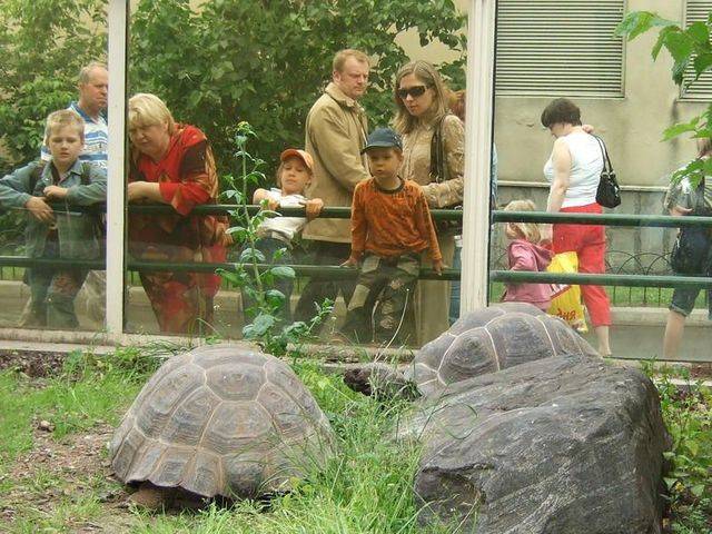 Сотрудники Московского зоопарка рассказали, как черепах спасают от дождя - vm.ru - Москва