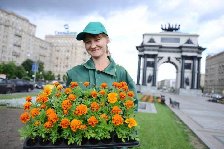 Установка видеокамер помогла предотвратить кражу цветов с городских клумб - vm.ru