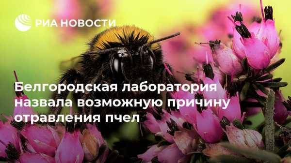 Белгородская лаборатория назвала возможную причину отравления пчел - vestirossii.com - Россия - Воронеж - Саратовская обл. - Белгородская обл. - Алтайский край - Воронежская обл. - Курская обл. - Ульяновская - респ. Марий Эл - респ. Удмуртия - Тамбовская обл. - Липецкая обл.