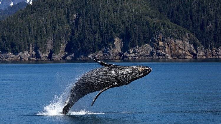 Япония возобновила коммерческий китобойный промысел - polit.info - Норвегия - США - Япония - Дания - Исландия