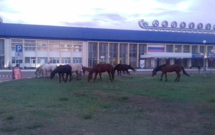 «Не надо ждать маршрутку – сел и поскакал»: В аэропорт Улан-Удэ наведались лошади - infpol.ru - Индия - Улан-Удэ - респ.Бурятия