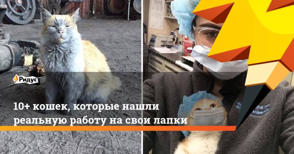 10+ кошек, которые нашли реальную работу на свои лапки. Ридус - ridus.ru - Япония - шт. Невада - Исландия