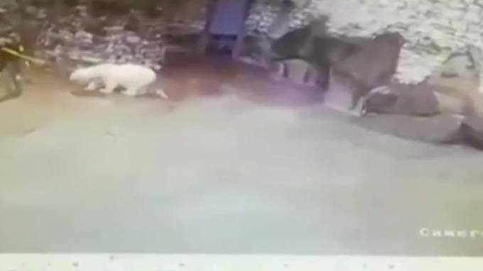 Веник vs Медведь: Сотрудница московского зоопарка отбилась от белого медведя веником - piter.tv - Индия
