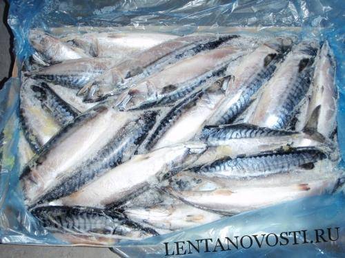 Илья Шестаков - Россия увеличила экспорт рыбной продукции на 28% - lentanovosti.ru - Россия