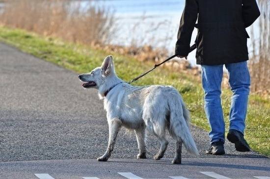 Владимир Бурматов - В Ижевске появятся отдельные площадки для выгула собак - pnp.ru - респ. Удмуртия