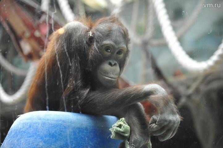 Московский зоопарк приобрел двух обезьян-игрунок - vm.ru - Индонезия