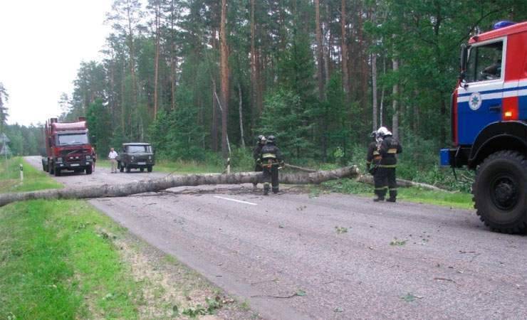 Последствия непогоды на Гомельщине: 582 населенных пункта остались без света, повалено 318 деревьев - gomel.today - район Жлобинский - Гомель - Гомельская обл.