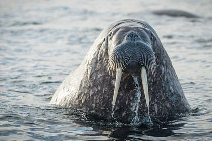 Атлантического моржа заметили в заливе Белого моря впервые за много лет - lenta.ru - Россия - Архангельск - Мурманская обл.