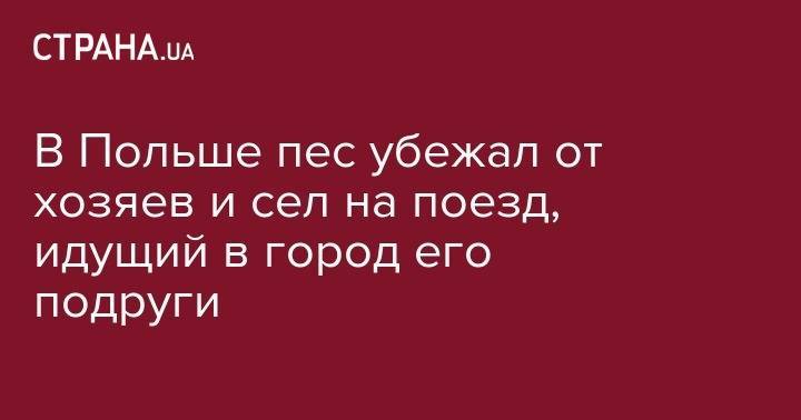 В Польше пес убежал от хозяев и сел на поезд, идущий в город его подруги - strana.ua - Россия - Киев - Польша - Гданьск