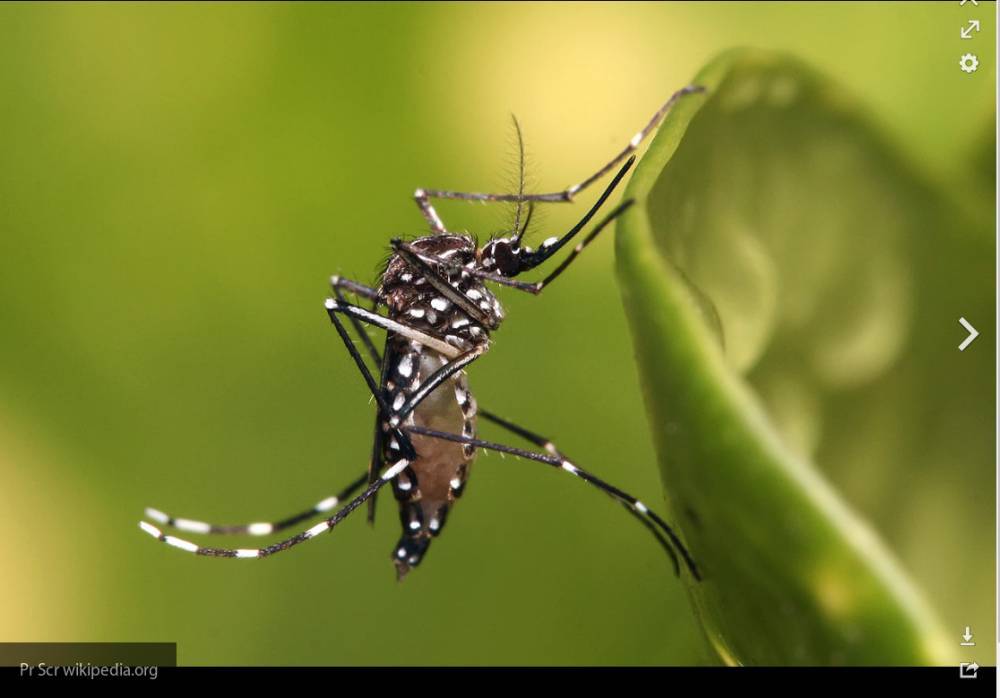 Сократить число азиатских тигровых комаров удалось болезнью и радиацией - newinform.com - США
