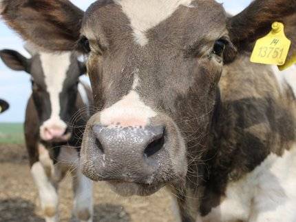 В Башкирии запустят молочную ферму на 2 500 голов скота - ufatime.ru - Башкирия - район Янаульский