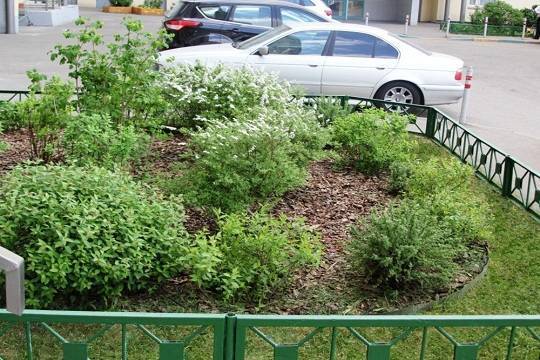 Пенсионерка похоронила дочь в кустах - versia.ru - Петербурга
