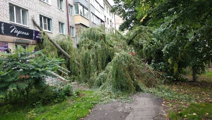 В Брянске рухнувшее дерево свалило столб на стену многоэтажки возле «Самолета» - bragazeta.ru - Брянск