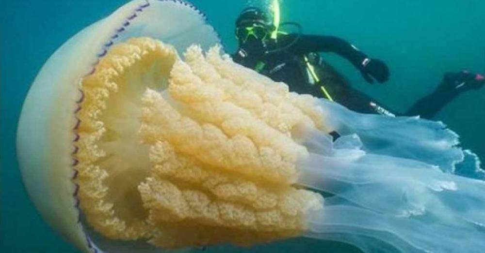 В Великобритании обнаружили огромную медузу размером 1,5 метра - factsinter.com - Англия - Великобритания