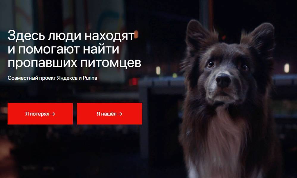Ищите друга в «Яндексе», или Как вернуть питомца не выходя из дома - ulpravda.ru - Россия - Екатеринбург - Ульяновск
