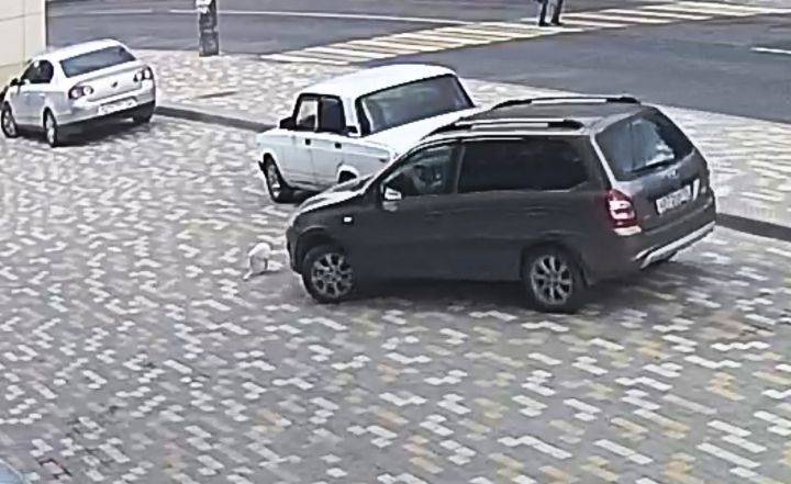 В Воронеже ищут водителя, который намеренно переехал кота - Новости Воронежа - moe-online.ru - Воронеж