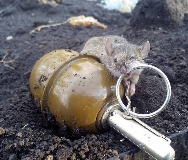 ДНР заявила о нарушении режима бессрочного прекращения огня силами ВСУ - topwar.ru - Украина - Киев - ДНР - Донецк - ЛНР