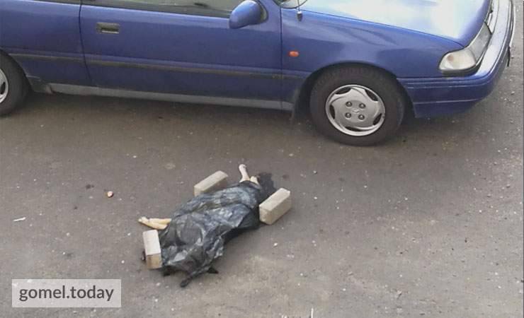 Петр Кузнецов - Вчера в Гомеле с многоэтажки выбросили собаку. Год назад в этом же дворе произошла аналогичная ситуация. Нашли подозреваемых? - gomel.today - Гомель