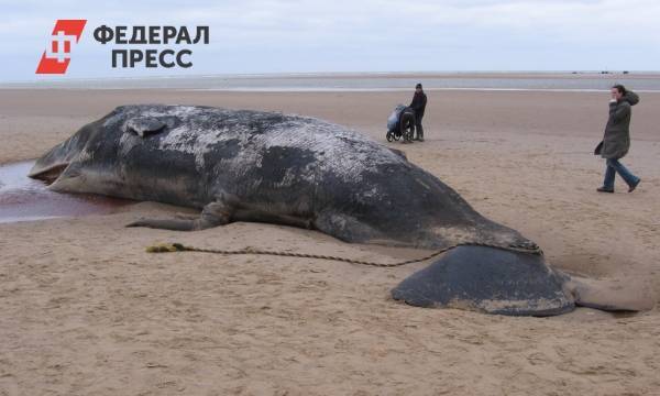 Более 50 мертвых китов обнаружено на побережье Исландии | Северная Европа | ФедералПресс - fedpress.ru - США - Исландия - Рейкьявик