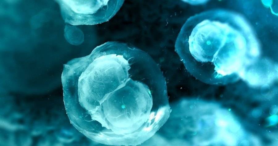 Созданы клеточные пластыри из&nbsp;стволовых клеток для&nbsp;лечения ишемии - popmech.ru - Россия