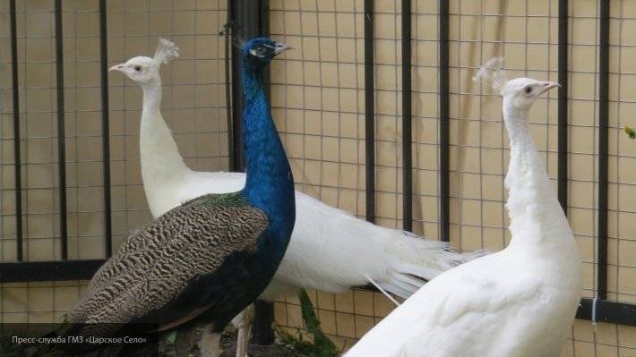 Убившего павлинов мужчину до смерти избили в Индии - newinform.com - Москва - Индия