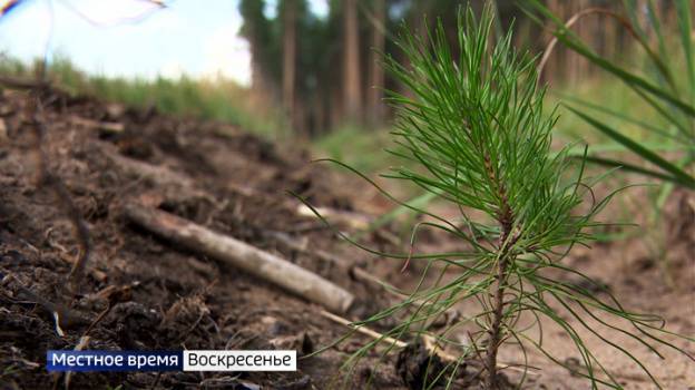 Гибнут от рук людей. Как в Воронежской области спасают леса после поджогов – Новости Воронежа и Воронежской области – Вести Воронеж - vestivrn.ru - Воронеж - Воронежская обл.