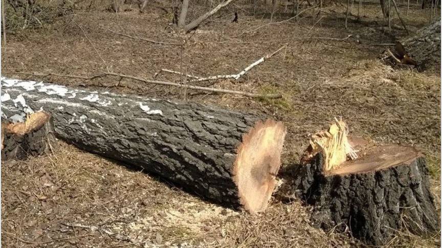 В Кировской области мастера лесосеки признали виновным в гибели рабочего - 1istochnik.ru - Кировская обл.