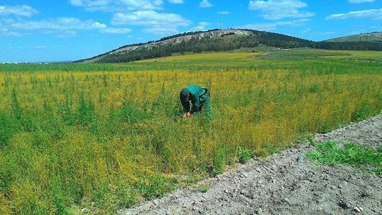 Дикая наркоплантация: в Крыму обнаружили 60 тысяч кустов конопли - crimea.ria.ru - Россия - Крым - Симферополь