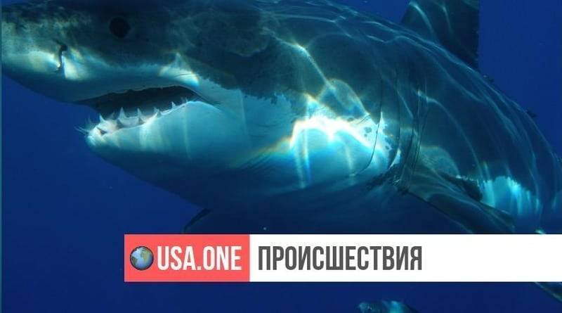 Огромная белая акула выпрыгнула из воды в сантиметрах от мальчика-рыбака и украла его улов (видео) - usa.one - Нью-Йорк - Нью-Йорк - шт. Массачусетс