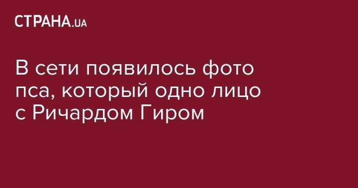 Киану Ривз - Ричард Гир - Джаред Лето - В сети появилось фото пса, который одно лицо с Ричардом Гиром - strana.ua - США - Киев - Испания