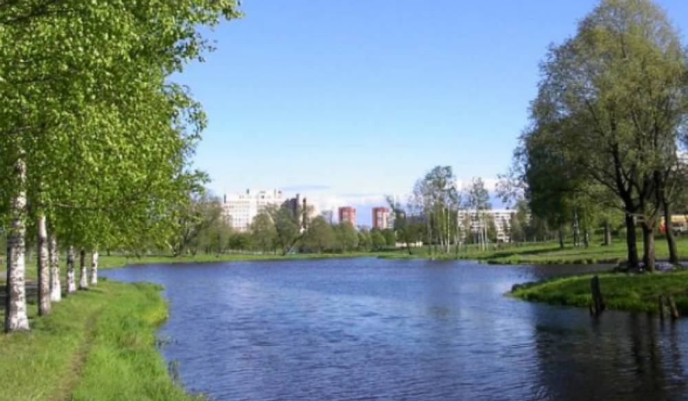 Александр Беглов - На месте вырубленных деревьев в Муринском парке появится новая прогулочная зона - gorod-plus.tv - Санкт-Петербург - район Калининский - Экология