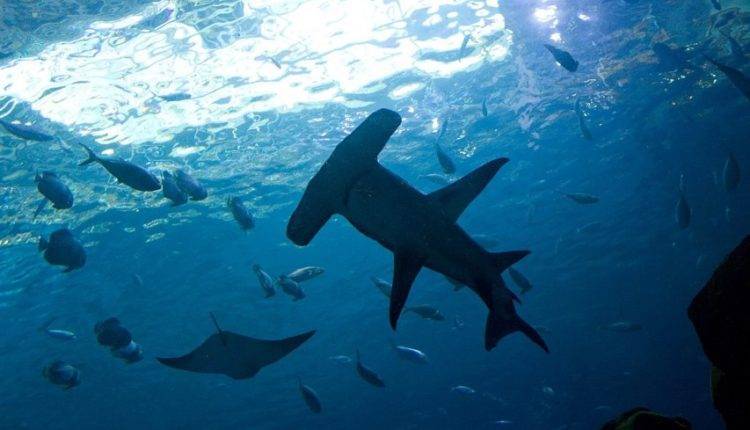 В британские воды впервые в истории заплыла акула-молот - newtvnews.ru - США - Ирландия