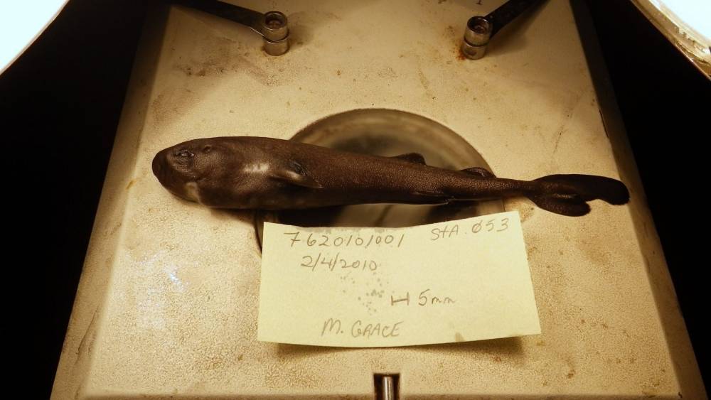 Ученые открыли новый вид  акул - moya-planeta.ru