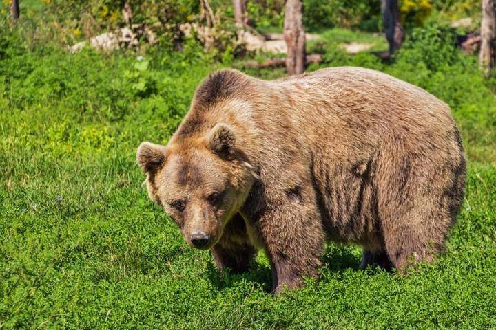 Гималайский медведь напал на женщину - vm.ru - USA - шт.Пенсильвания - Америка - Нападение