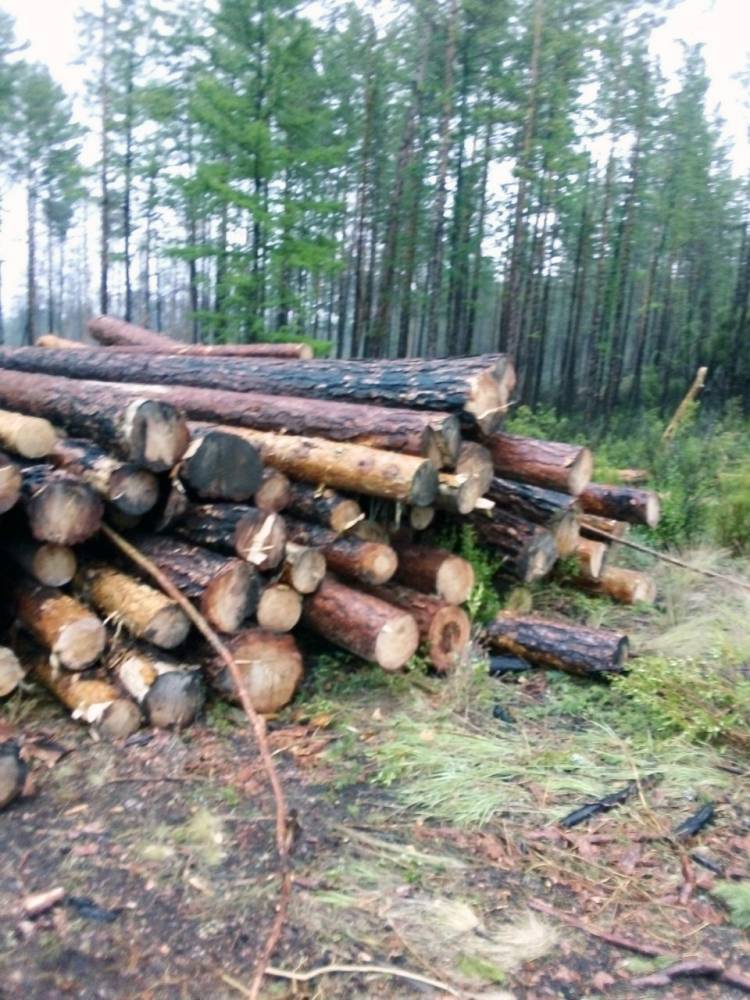 В Бурятии поймали банду лихих дровосеков - infpol.ru - респ.Бурятия