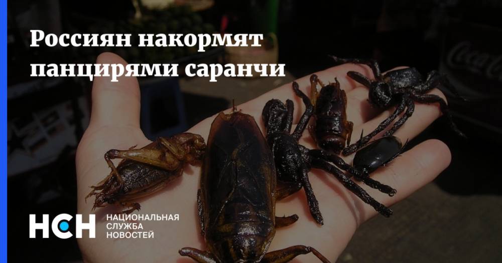 Маргарита Королева - Россиян накормят панцирями саранчи - nsn.fm