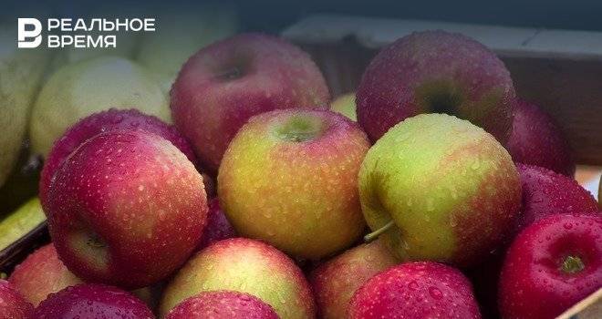 Россельхознадзор отменил ограничения на ввоз белорусских яблок - realnoevremya.ru