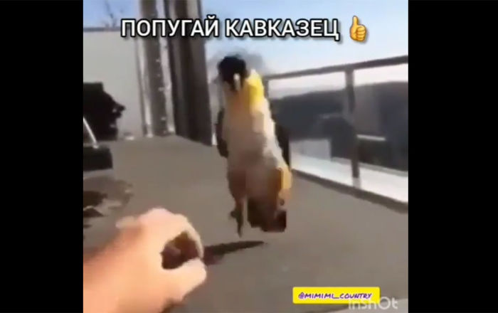 "Попугай-кавказец" бросил вызов джигитам: видео отплясывающей птицы рассмешило юзеров - ru.armeniasputnik.am - Махачкала