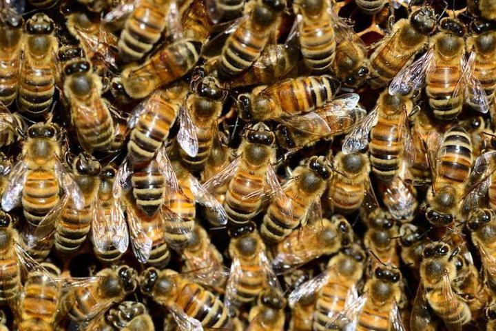 Илья Гомыранов - Московский ученый назвал возможные причины массовой гибели пчел - vm.ru - Россия