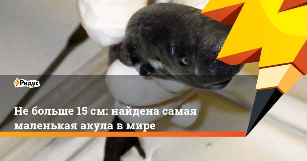 Не больше 15 см: найдена самая маленькая акула в мире. Ридус - ridus.ru - США - Нью-Йорк - шт.Флорида