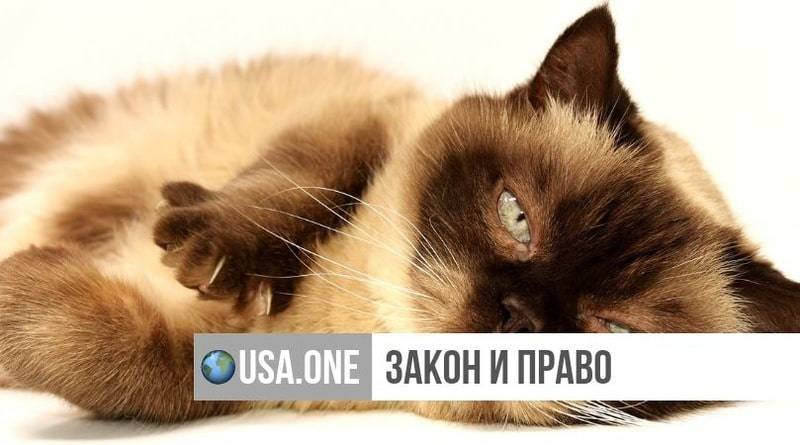 Эндрю Куомо - Нью-Йорк стал первым штатом, запретившим удаление когтей у котов - usa.one - США - Англия - Швейцария - Израиль - Нью-Йорк - Нью-Йорк - шт. Нью-Йорк - шт. Массачусетс
