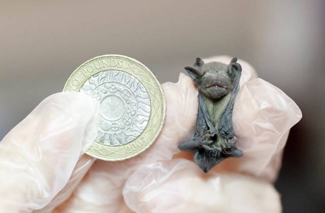 В Великобритании спасли маленькую летучую мышь - moya-planeta.ru