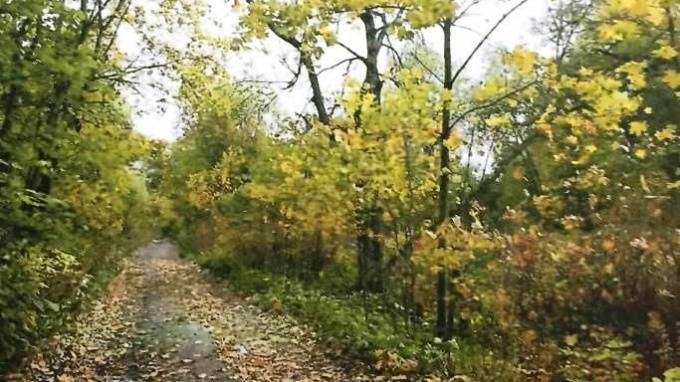 Сад дачи Рубинштейна в Петергофе признали памятником регионального значения - piter.tv - Санкт-Петербург