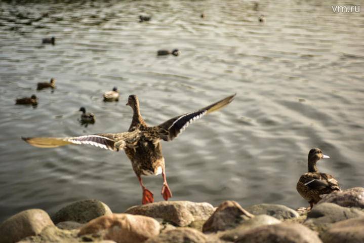 Более тысячи водоплавающих птенцов появились в столичных водоемах - vm.ru - Москва - Москва