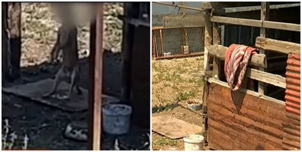 Мужчина повесил собаку на глазах у детей в Алматы - nur.kz - Алма-Ата
