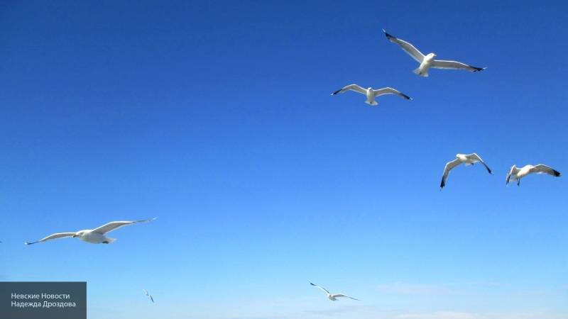 Птенцы даже в яйце могут предупреждать друг друга об опасностях - nation-news.ru - Рим