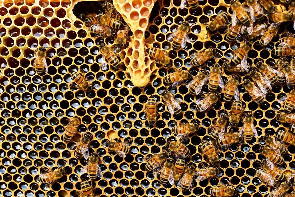 Илья Гомыранов - Ученый назвал возможные причины массовой гибели пчел на российских пасеках - pravda-tv.ru - Россия