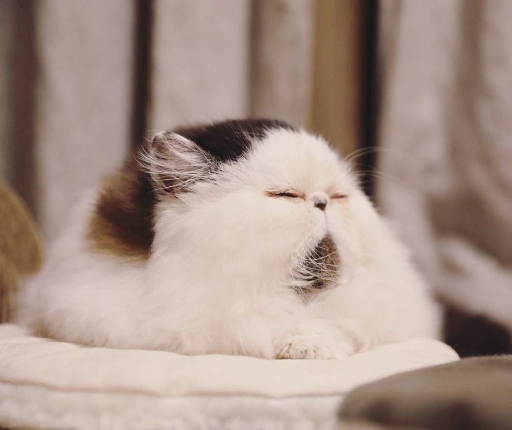 Зуу — котик из Японии, который покоряет сердца пользователей социальных сетей - lemurov.net - Япония