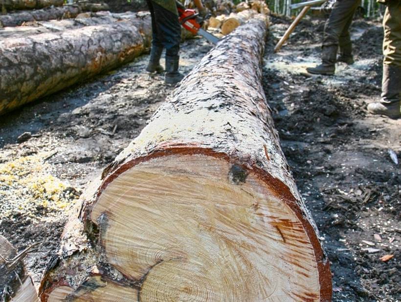 В Бурятии полицейский, замдиректор нацпарка и предприниматель оказались «черными» лесорубами - infpol.ru - респ.Бурятия - район Тункинский